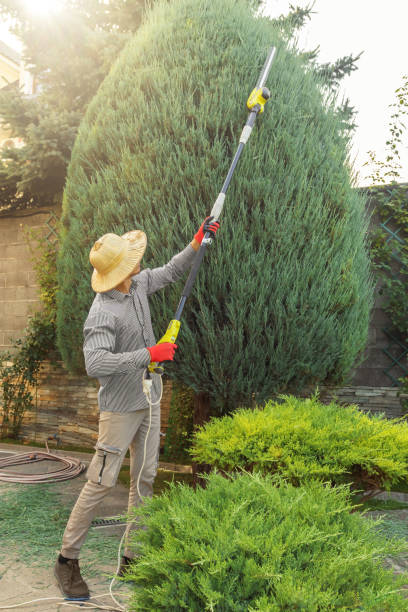 Lawn Pest Prevention in Wyoming, MN